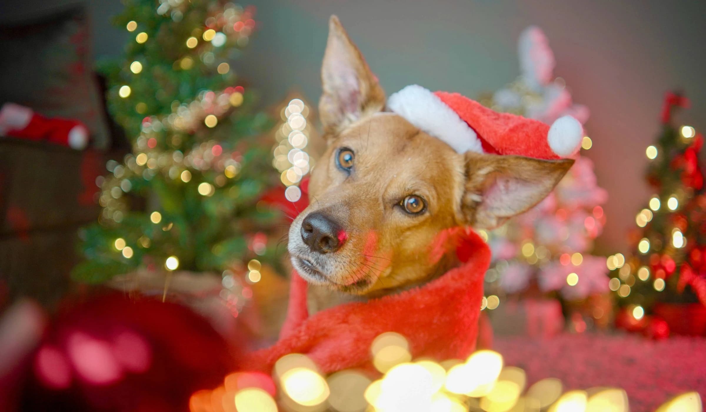 Van reddingsactie naar onderneming